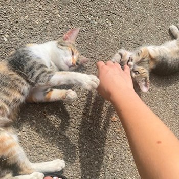 thumbnail petsitter Roșu sau bonă pentru animale pentru câini pisici