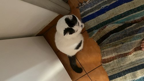 Anisia- petsitter Roșu sau Bonă pentru animale pentru câini pisici