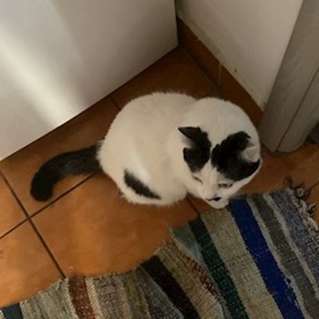 thumbnail petsitter Roșu sau bonă pentru animale pentru câini pisici