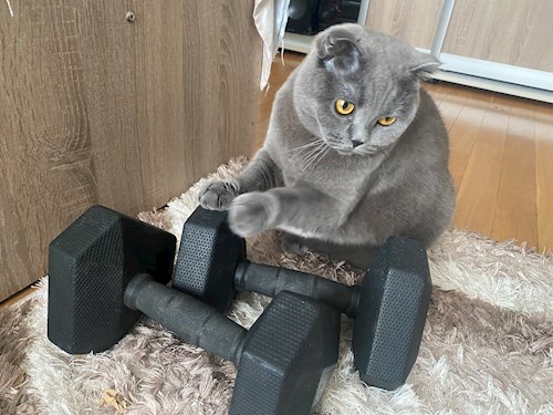 Anisia- petsitter Roșu sau Bonă pentru animale pentru câini pisici