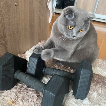 thumbnail petsitter Roșu sau bonă pentru animale pentru câini pisici