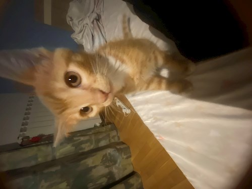 Anisia- petsitter Roșu sau Bonă pentru animale pentru câini pisici