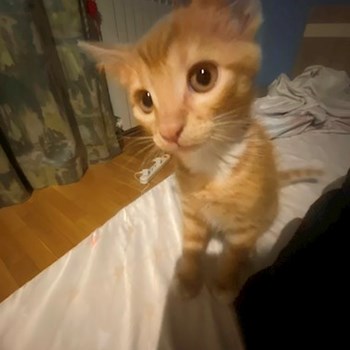 thumbnail petsitter Roșu sau bonă pentru animale pentru câini pisici