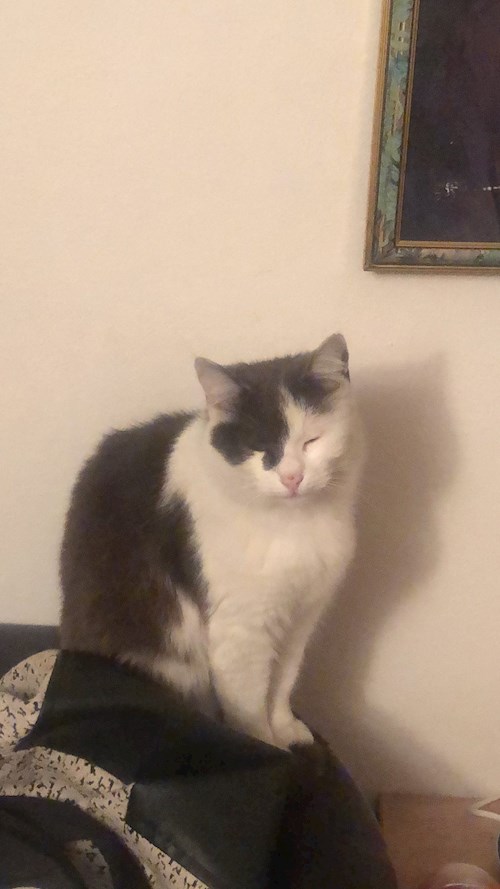 Anisia- petsitter Roșu sau Bonă pentru animale pentru câini pisici