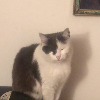 thumbnail petsitter Roșu sau bonă pentru animale pentru câini pisici