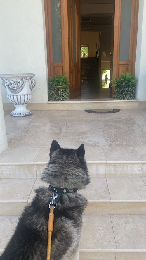 Anisia- petsitter Roșu sau Bonă pentru animale pentru câini pisici