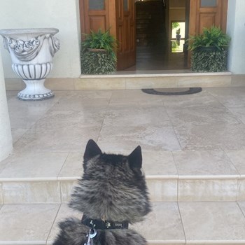 thumbnail petsitter Roșu sau bonă pentru animale pentru câini pisici