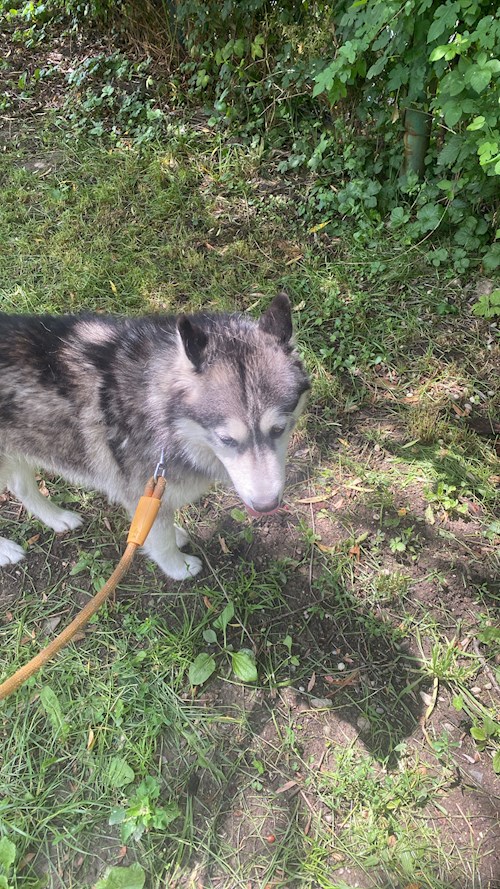 Anisia- petsitter Roșu sau Bonă pentru animale pentru câini pisici