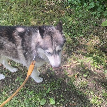 thumbnail petsitter Roșu sau bonă pentru animale pentru câini pisici