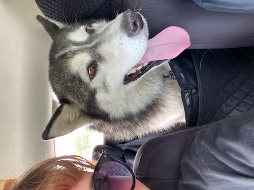 Anisia- petsitter Roșu sau Bonă pentru animale pentru câini pisici