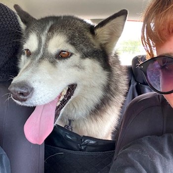 thumbnail petsitter Roșu sau bonă pentru animale pentru câini pisici