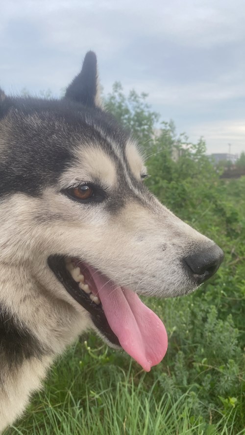 Anisia- petsitter Roșu sau Bonă pentru animale pentru câini pisici