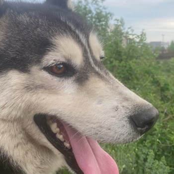 thumbnail petsitter Roșu sau bonă pentru animale pentru câini pisici