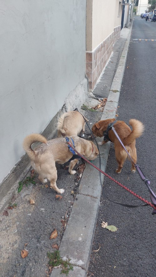 Remus- petsitter București or Pet nanny for dogs cats