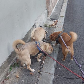 thumbnail petsitter București or pet nanny for dogs cats