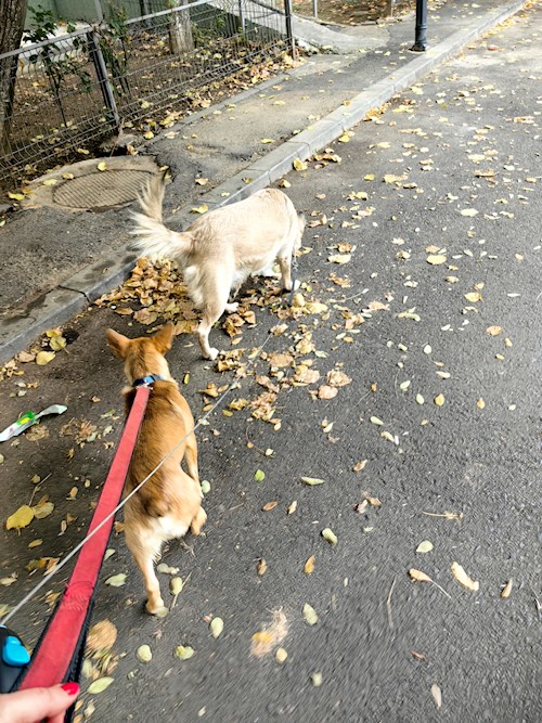 Igă- petsitter București sau Bonă pentru animale pentru câini pisici