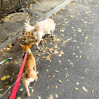 thumbnail petsitter București sau bonă pentru animale pentru câini pisici