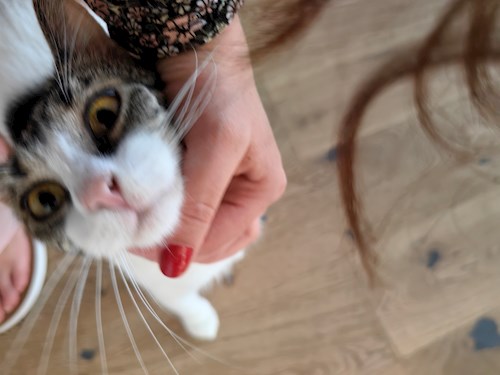 Igă- petsitter București sau Bonă pentru animale pentru câini pisici