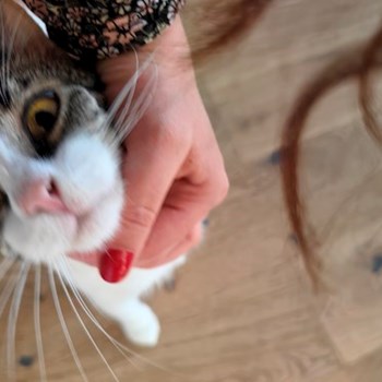 thumbnail petsitter București sau bonă pentru animale pentru câini pisici