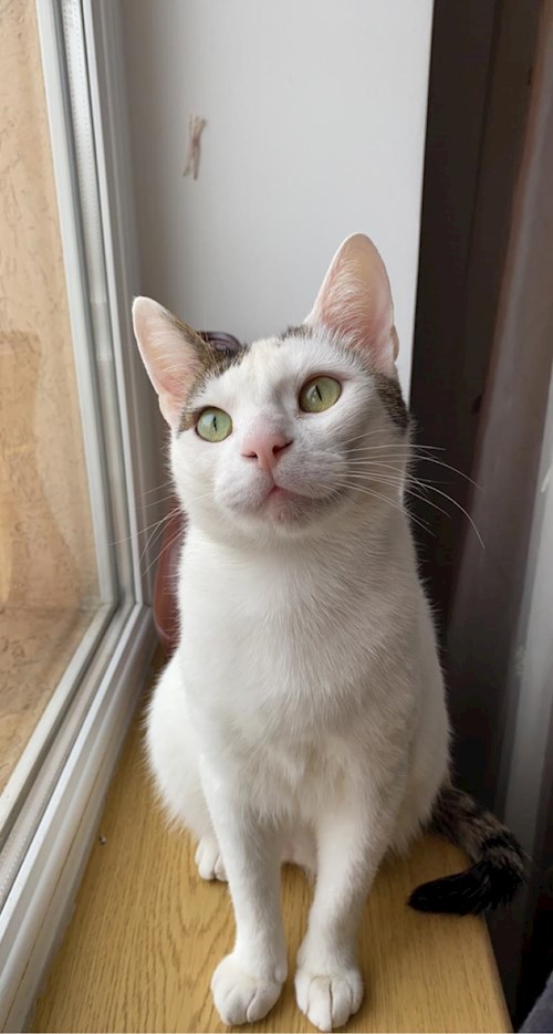 Catalina- petsitter Iași sau Bonă pentru animale pentru câini pisici