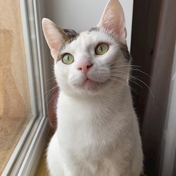 thumbnail petsitter Iași sau bonă pentru animale pentru câini pisici