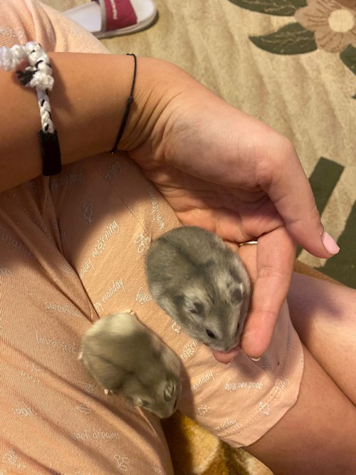 Catalina- petsitter Iași sau Bonă pentru animale pentru câini pisici