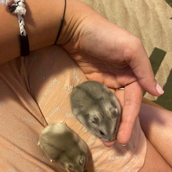 thumbnail petsitter Iași sau bonă pentru animale pentru câini pisici