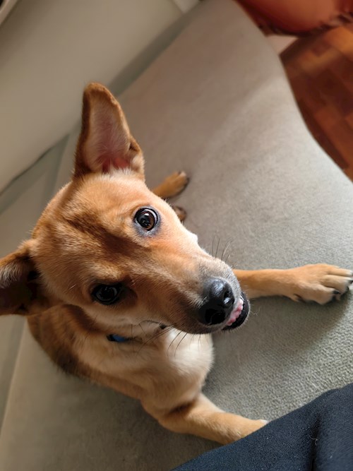 Igă- petsitter București sau Bonă pentru animale pentru câini pisici