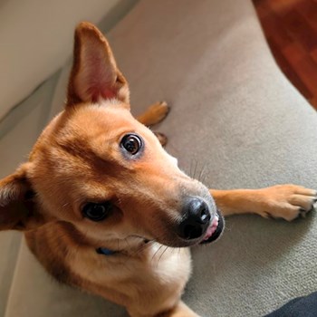 thumbnail petsitter București sau bonă pentru animale pentru câini pisici