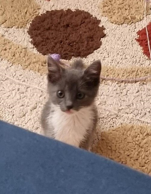 Grama- petsitter Florești sau Bonă pentru animale pentru pisici