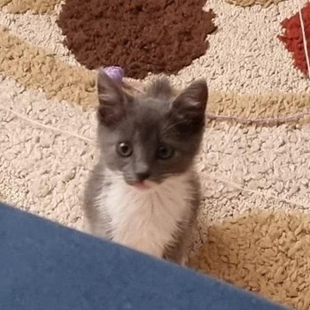 thumbnail petsitter Florești sau bonă pentru animale pentru pisici