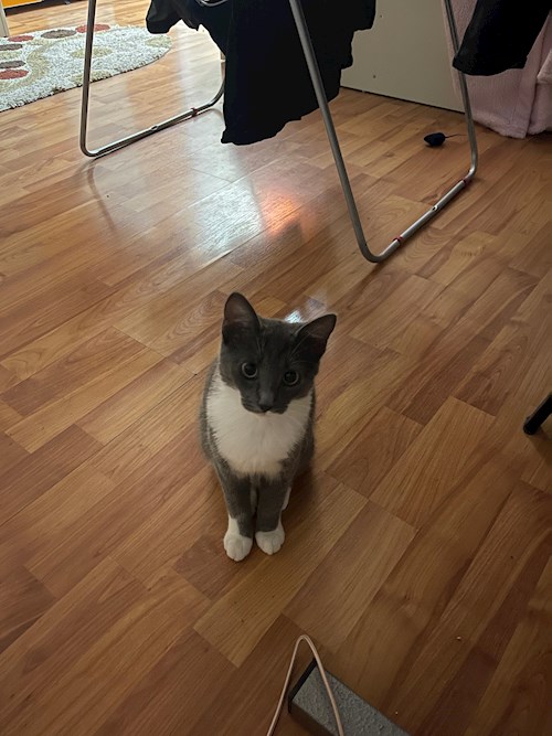 Grama- petsitter Florești sau Bonă pentru animale pentru pisici