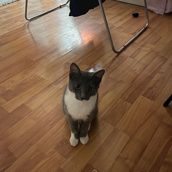 thumbnail petsitter Florești sau bonă pentru animale pentru pisici