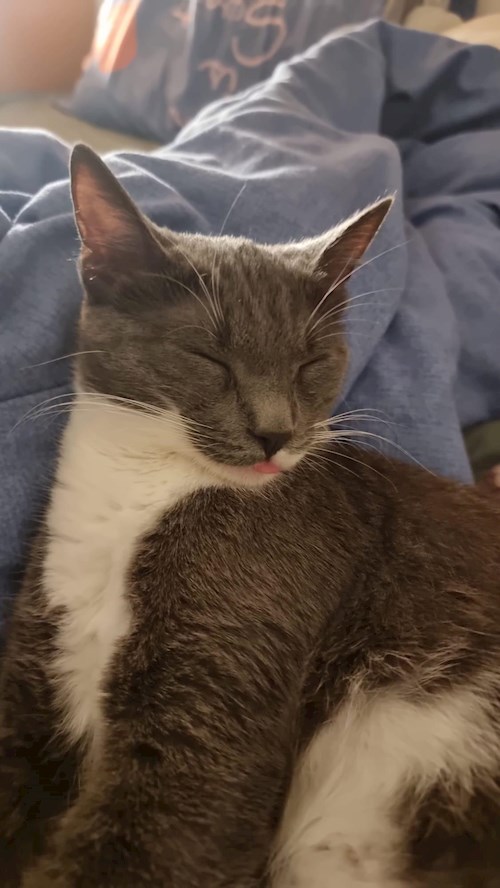 Grama- petsitter Florești sau Bonă pentru animale pentru pisici