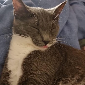 thumbnail petsitter Florești sau bonă pentru animale pentru pisici