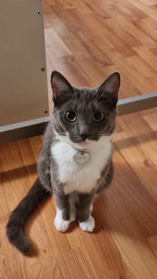 Grama- petsitter Florești sau Bonă pentru animale pentru pisici