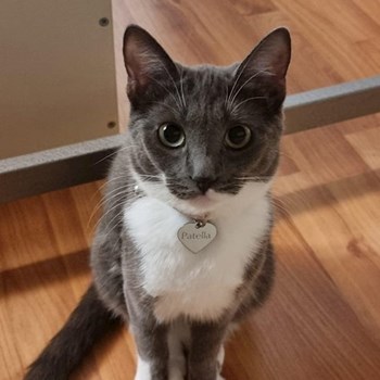 thumbnail petsitter Florești sau bonă pentru animale pentru pisici