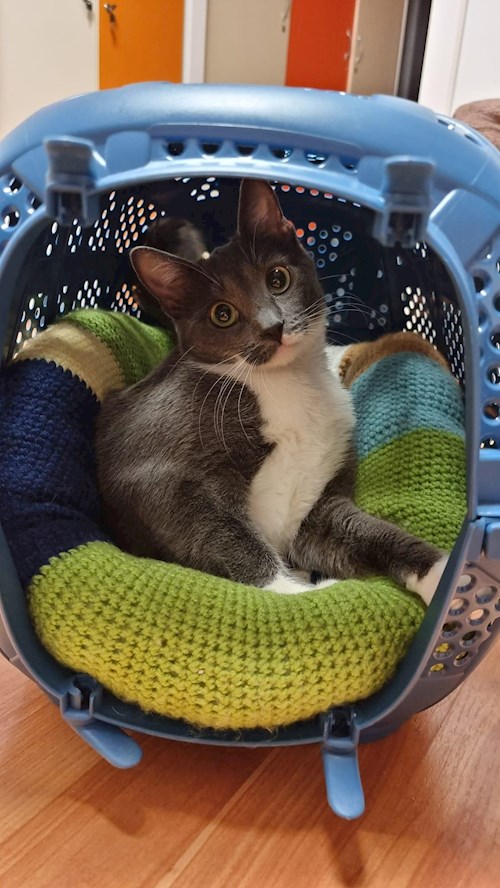 Grama- petsitter Florești sau Bonă pentru animale pentru pisici