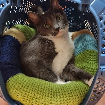 thumbnail petsitter Florești sau bonă pentru animale pentru pisici