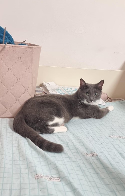 Grama- petsitter Florești sau Bonă pentru animale pentru pisici