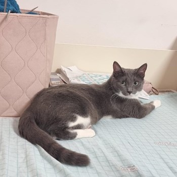 thumbnail petsitter Florești sau bonă pentru animale pentru pisici