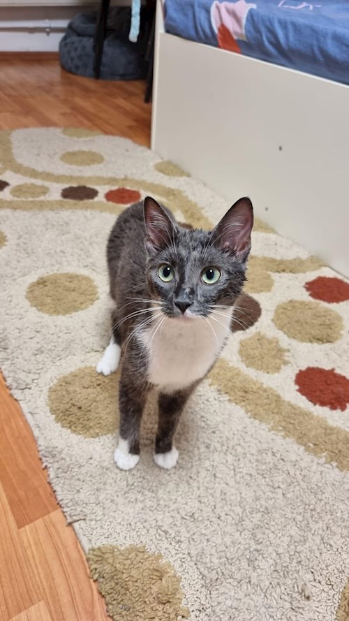 Grama- petsitter Florești sau Bonă pentru animale pentru pisici