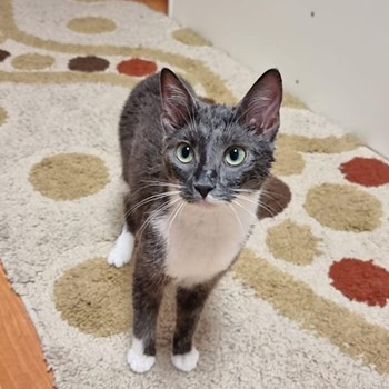 thumbnail petsitter Florești sau bonă pentru animale pentru pisici