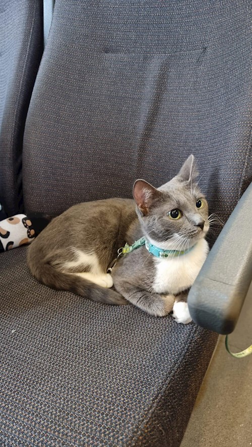 Grama- petsitter Florești sau Bonă pentru animale pentru pisici