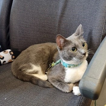 thumbnail petsitter Florești sau bonă pentru animale pentru pisici