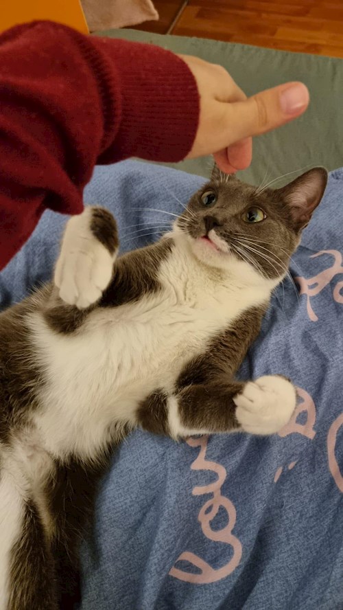 Grama- petsitter Florești sau Bonă pentru animale pentru pisici