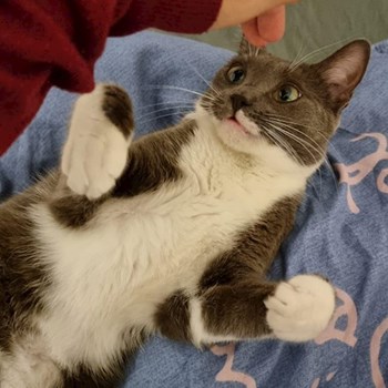 thumbnail petsitter Florești sau bonă pentru animale pentru pisici