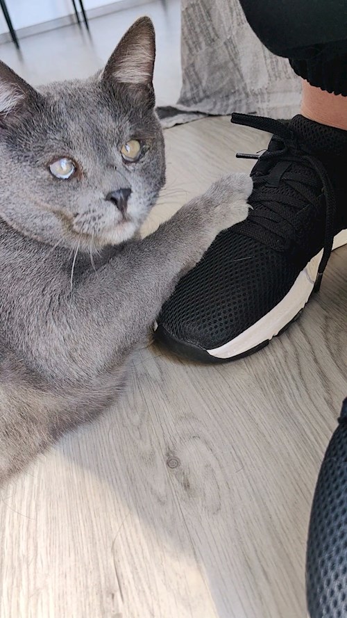 Igă- petsitter București sau Bonă pentru animale pentru câini pisici