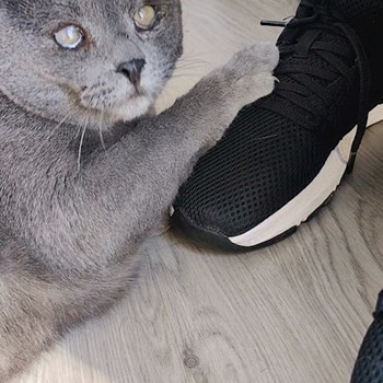 thumbnail petsitter București sau bonă pentru animale pentru câini pisici