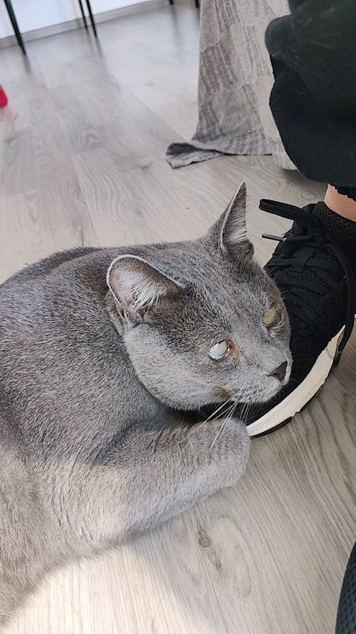 Igă- petsitter București sau Bonă pentru animale pentru câini pisici